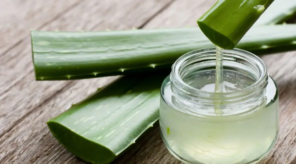Ekstrak lidah buaya murni untuk meredakan gatal