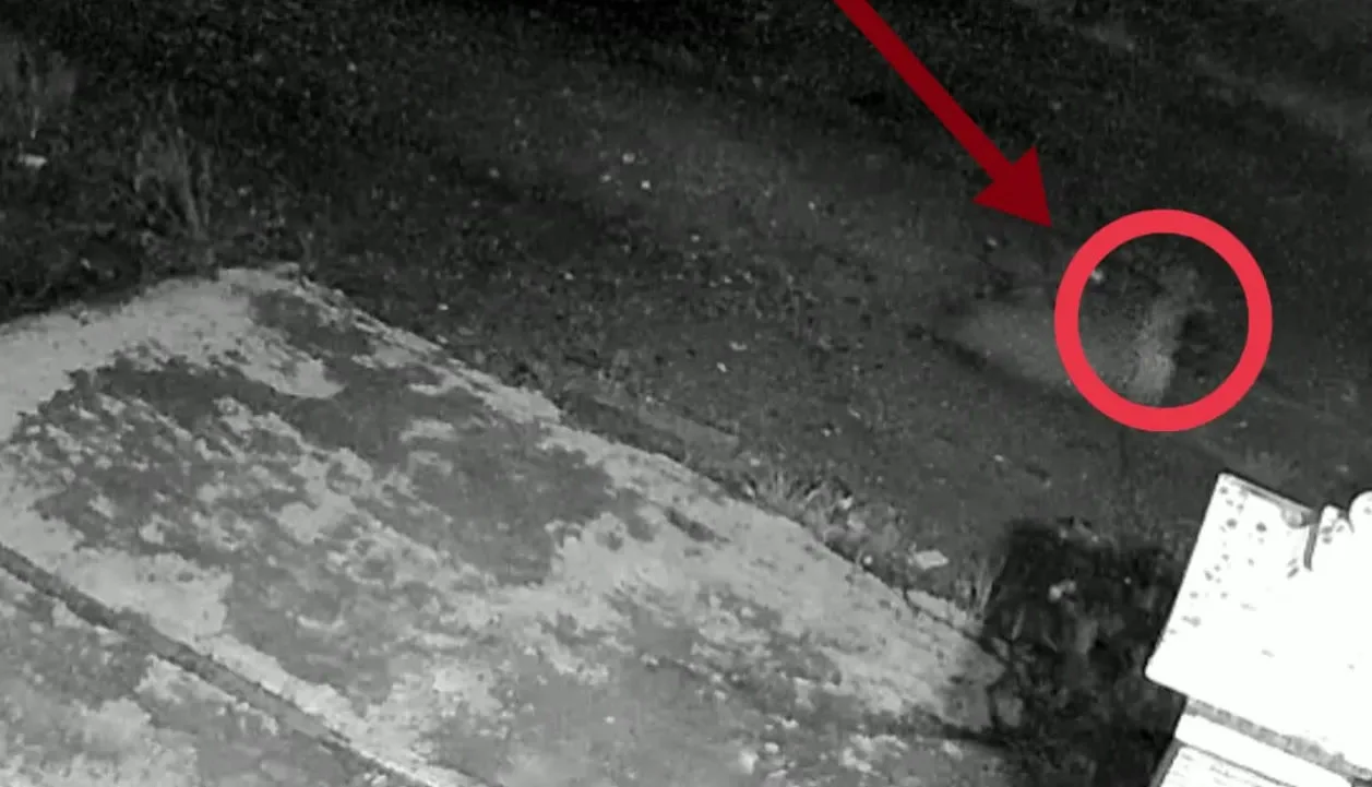 Viral Sosok Diduga Tuyul, Terekam CCTV Pasar Karanganyar Kebumen
